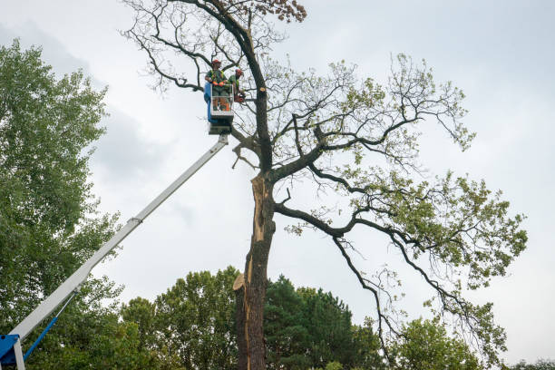 How Our Tree Care Process Works  in  Victor, ID