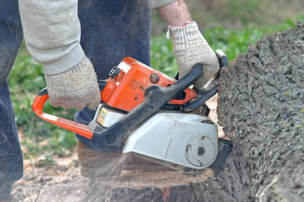 Best Tree Risk Assessment  in Victor, ID